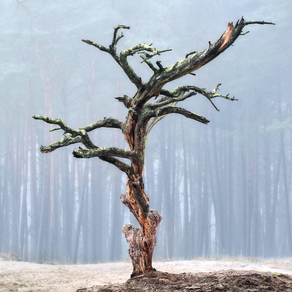 Öffnet die Seite 'Fotokreis: Neue Fotoausstellung' „Morbide Grazie“ – Foto: Dr. Ingo Pfannenstiel